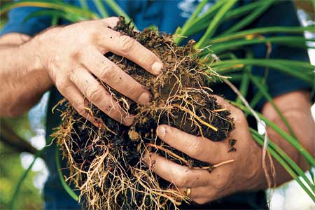 How To Divide Overgrown Perennials - This Old House