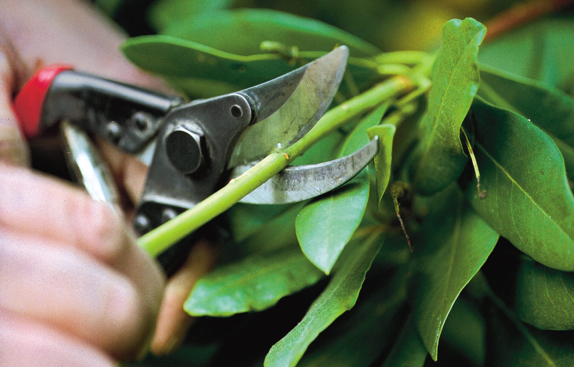 How To Prune Small Trees and Shrubs - This Old House