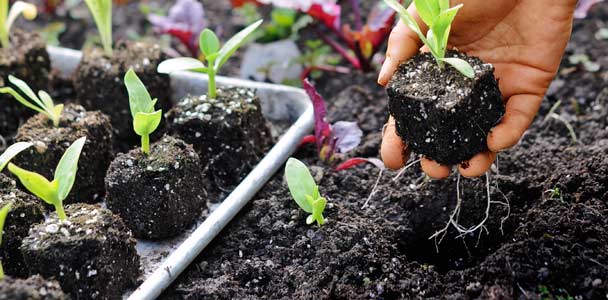 How To Start Plant and Vegetable Seeds - This Old House