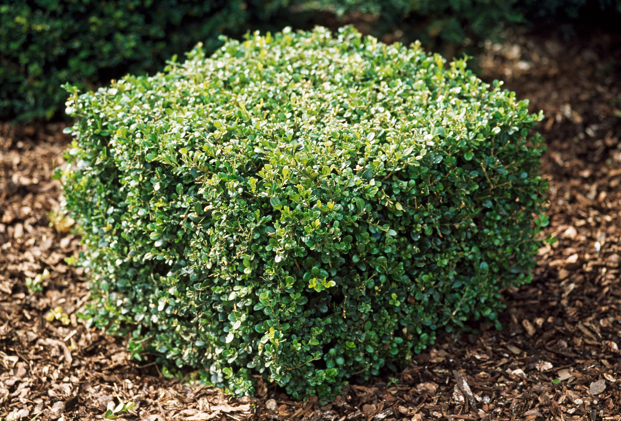 Littleleaf Boxwood