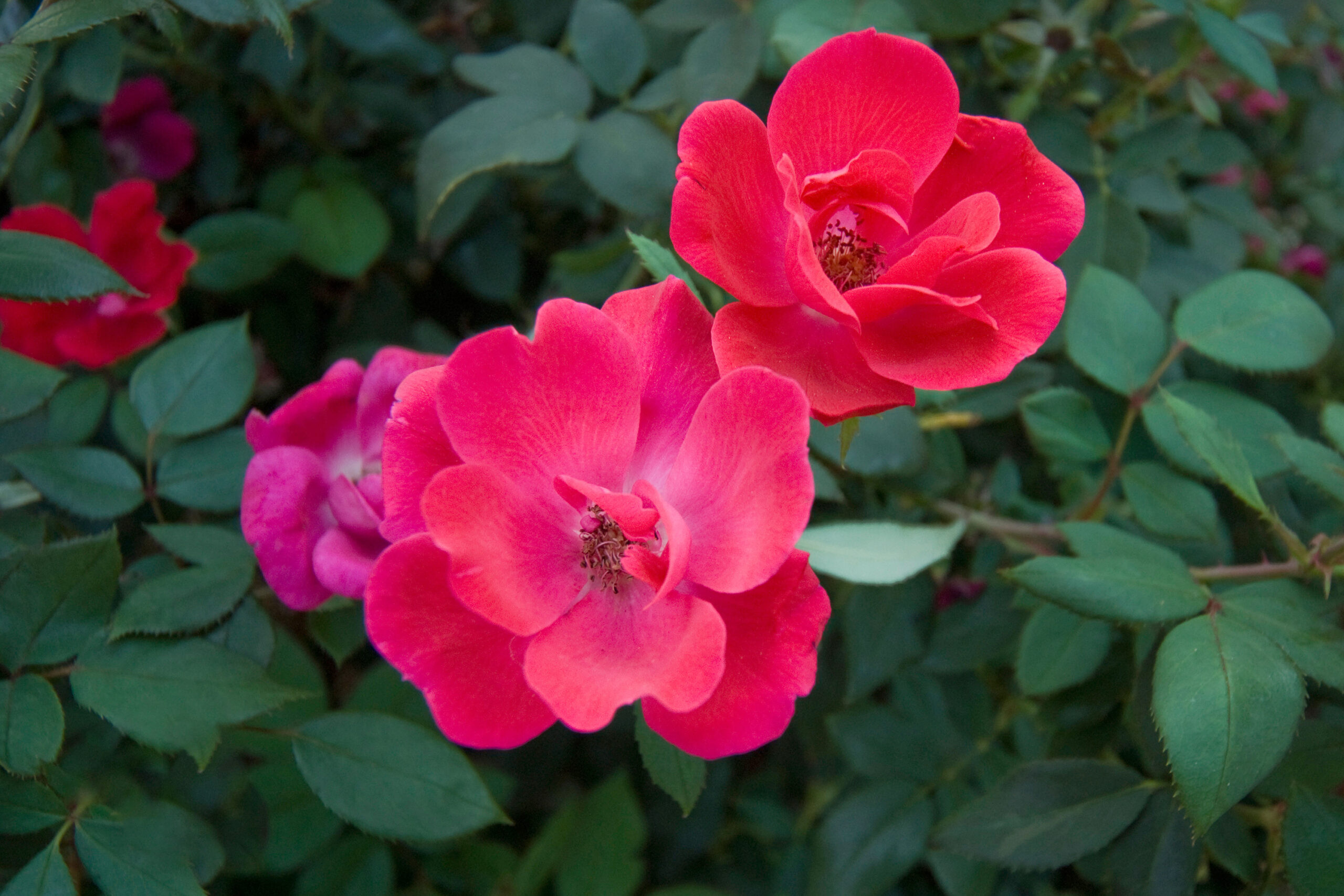 Knockout Rose