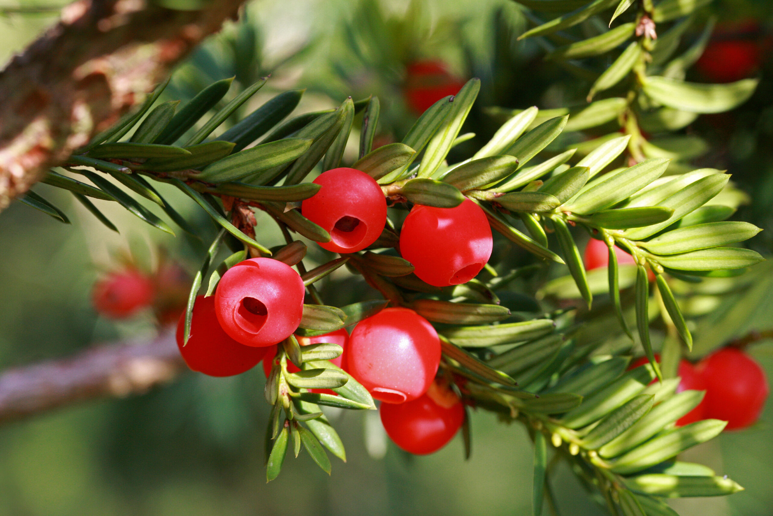 Japanese Yew