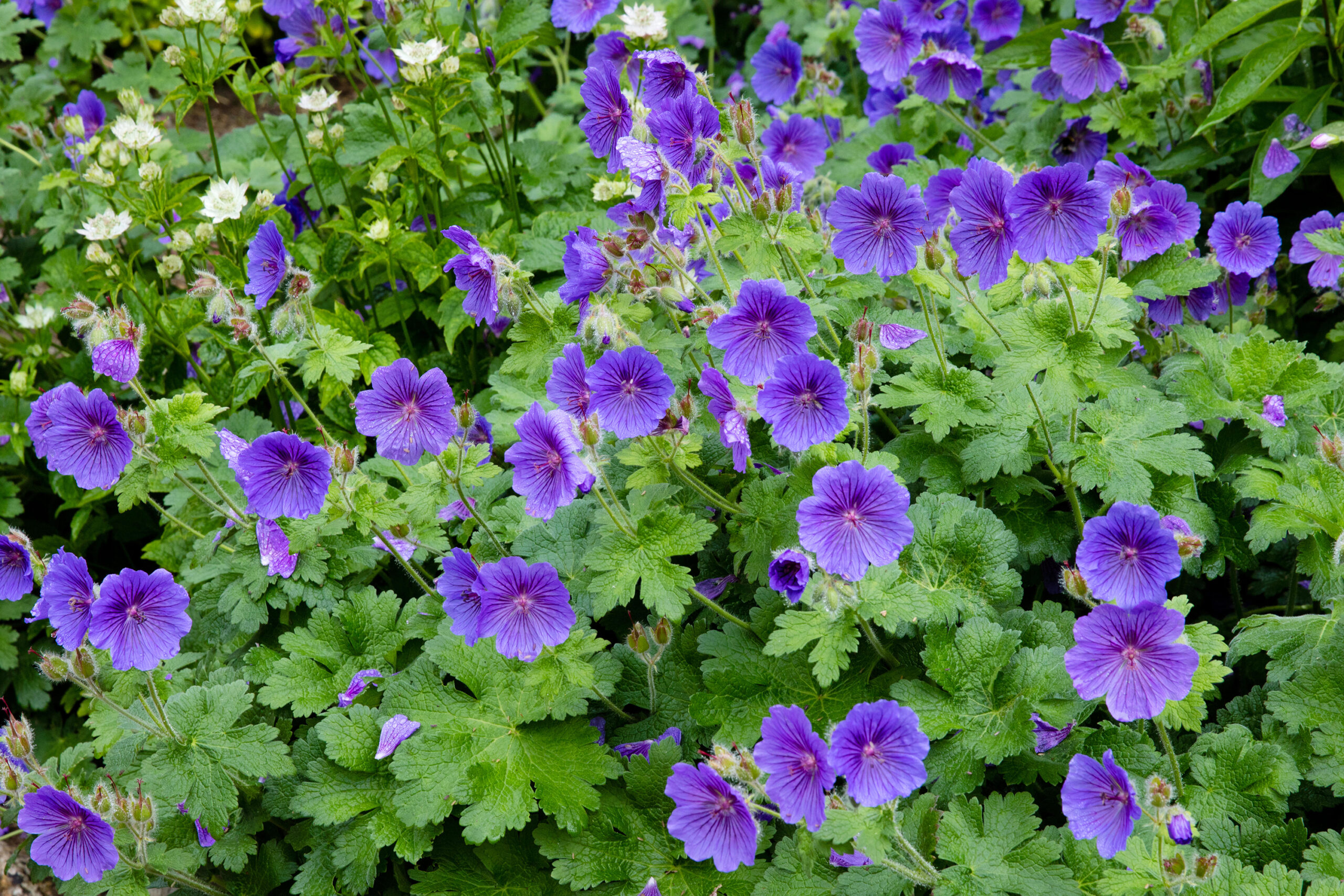 True Geranium