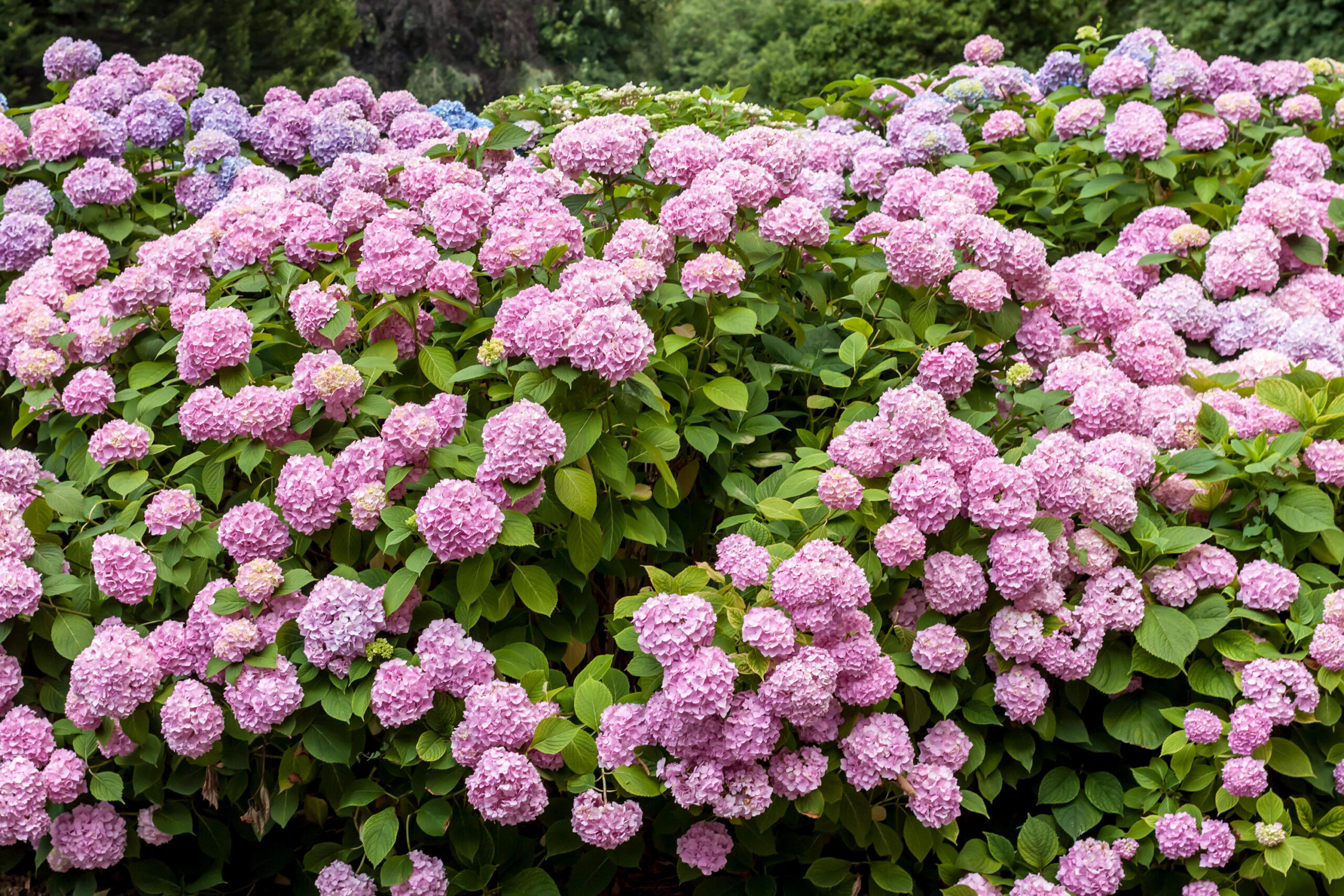 Smooth Hydrangea
