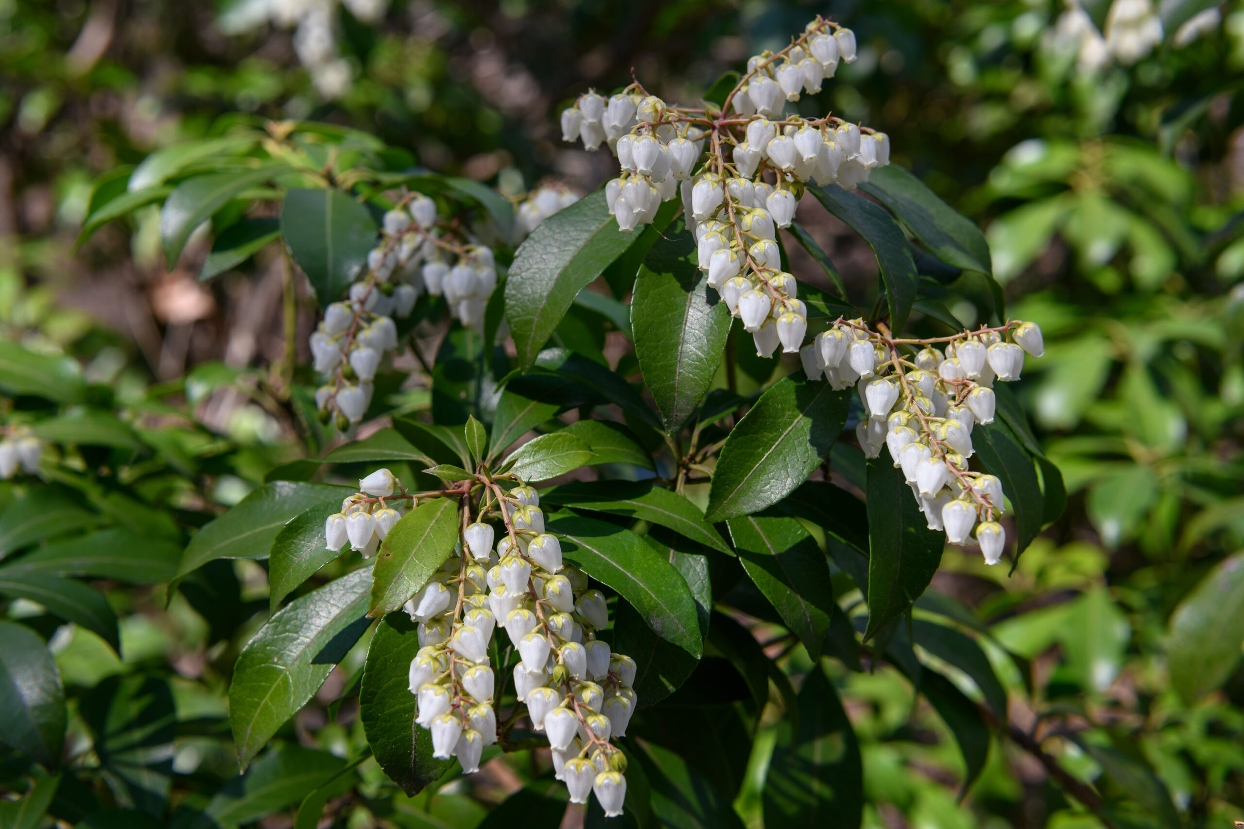 Japanese Pieris