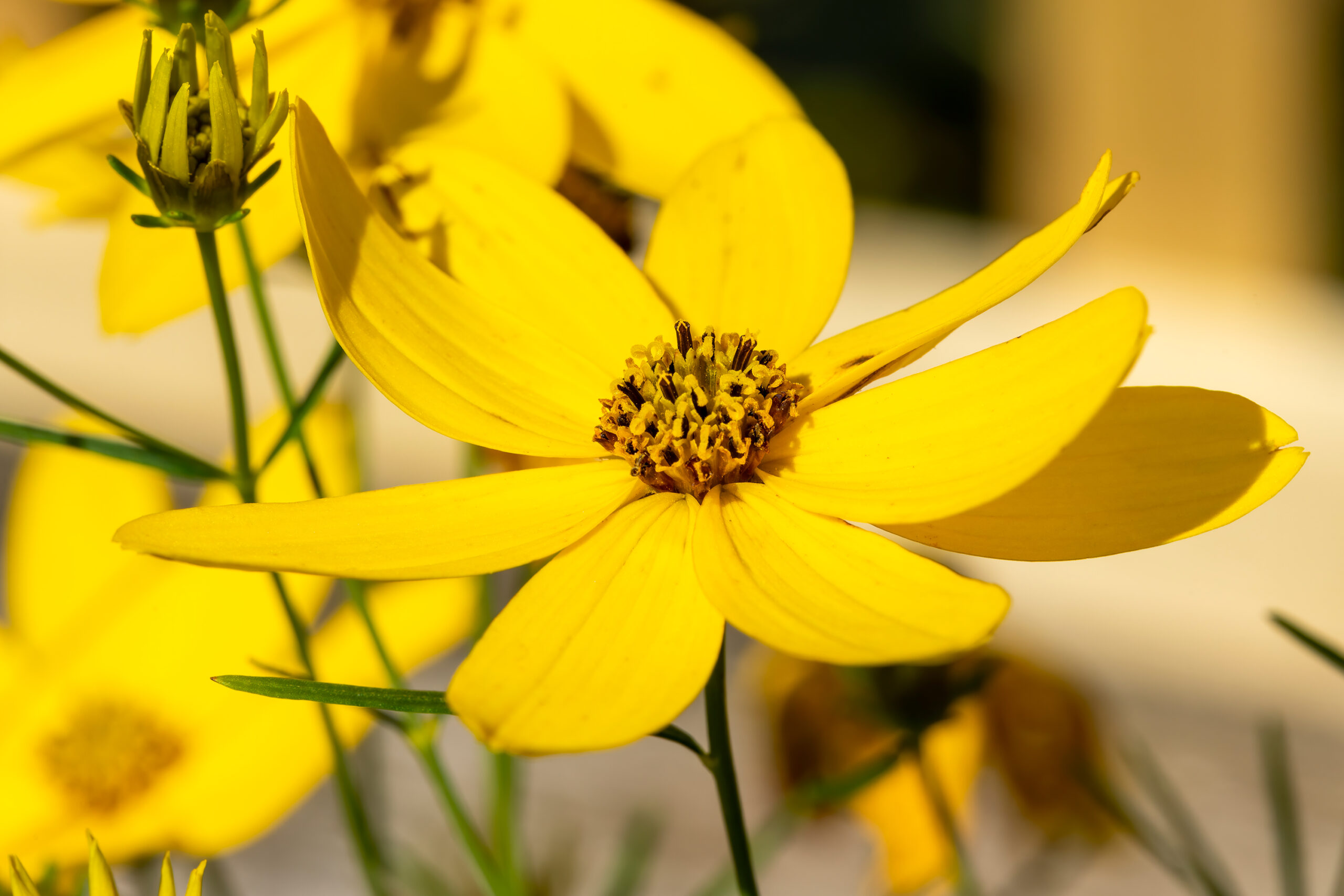 Tickseed
