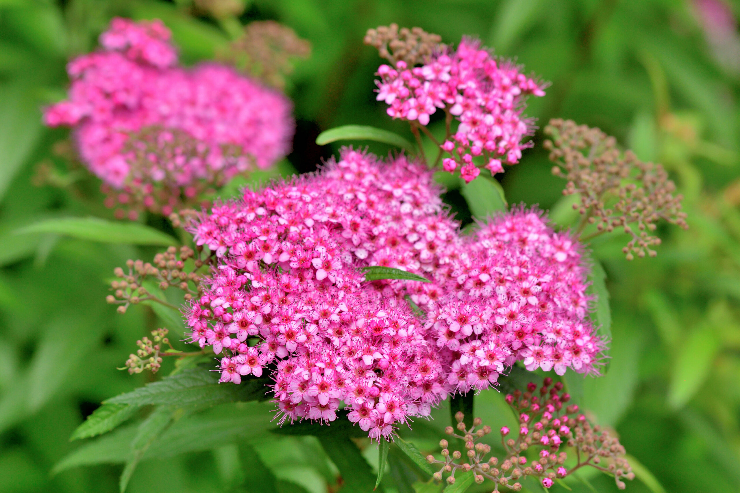 Japanese Spirea