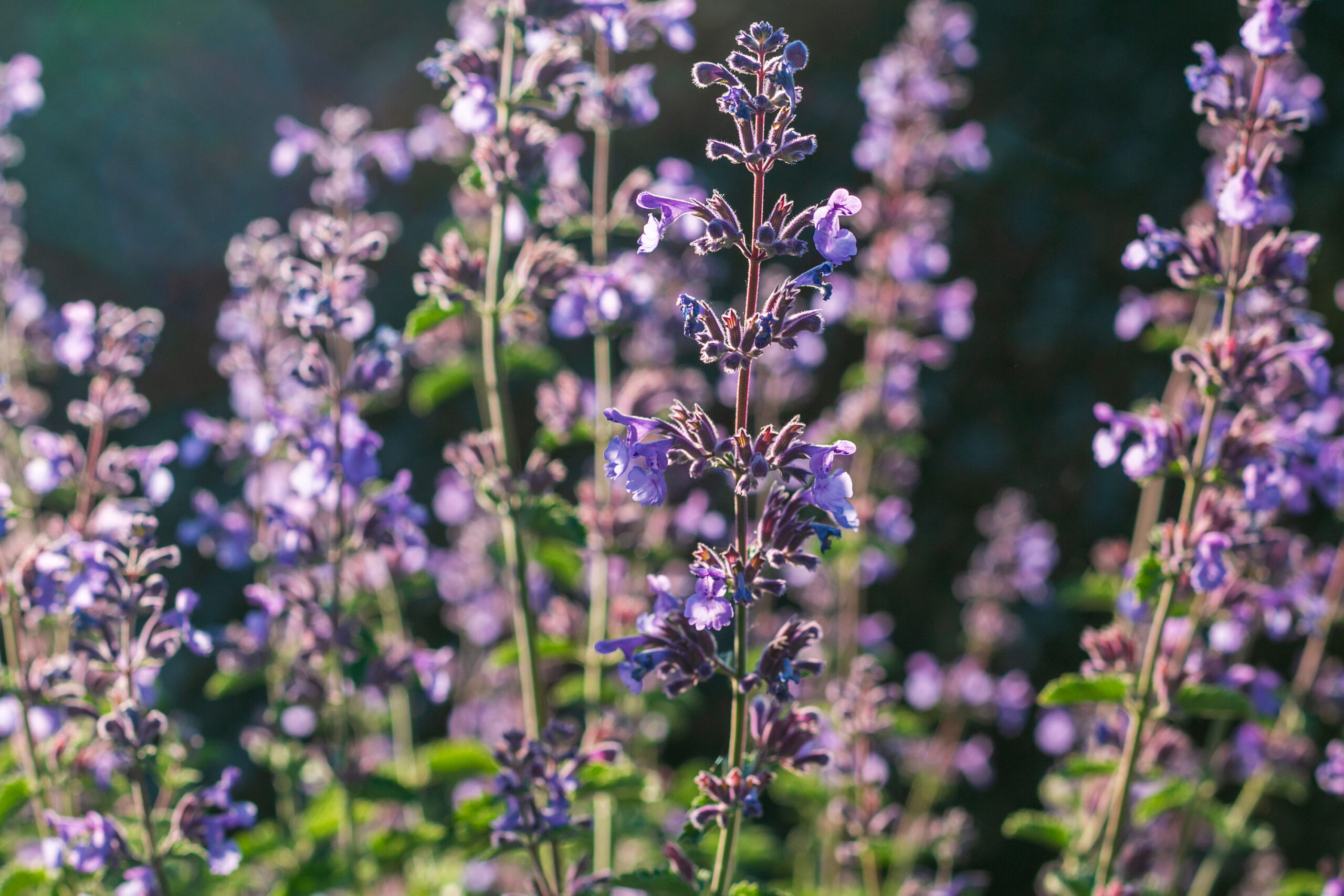 Catmint