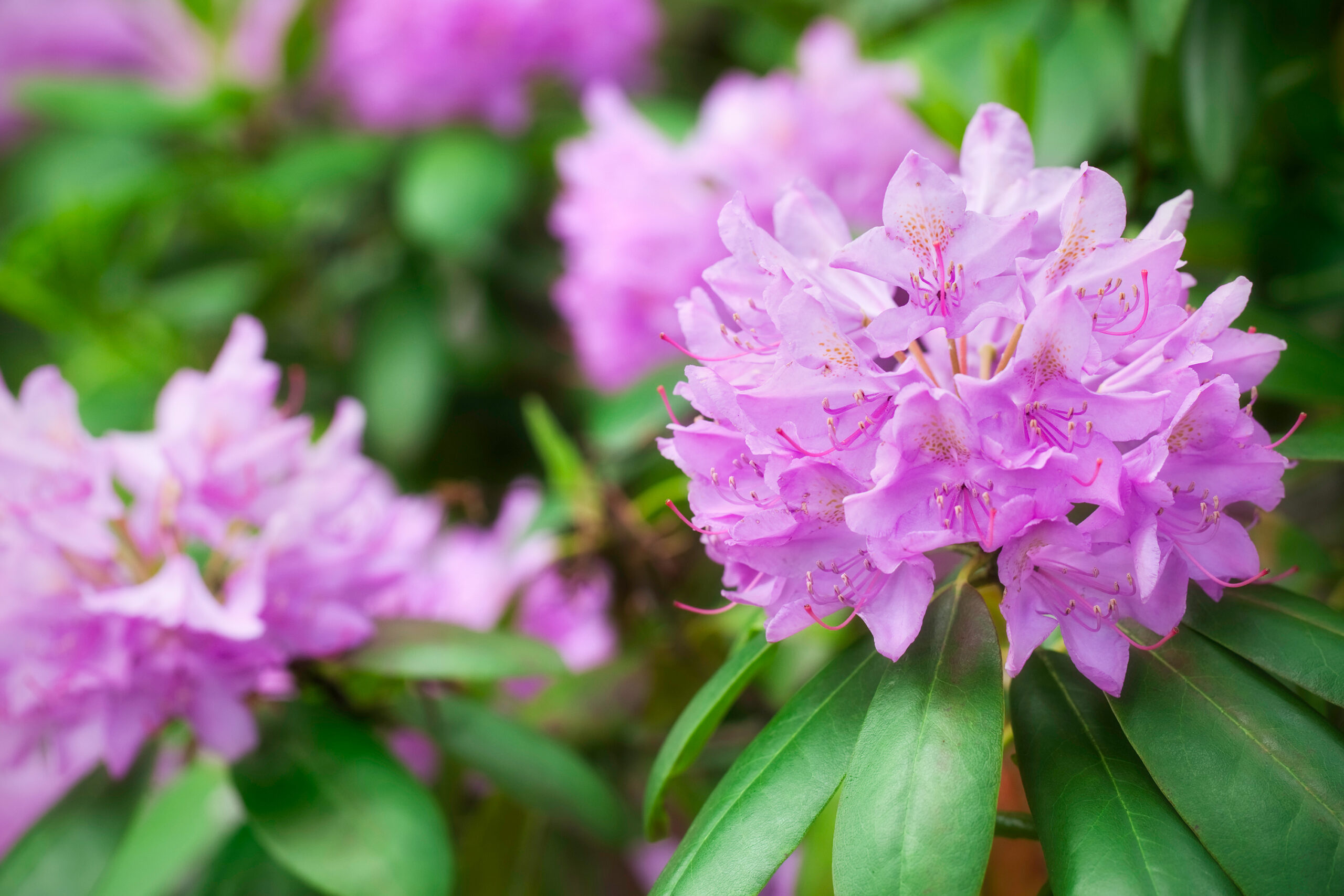 Evergreen Shrubs: Rhododendron
