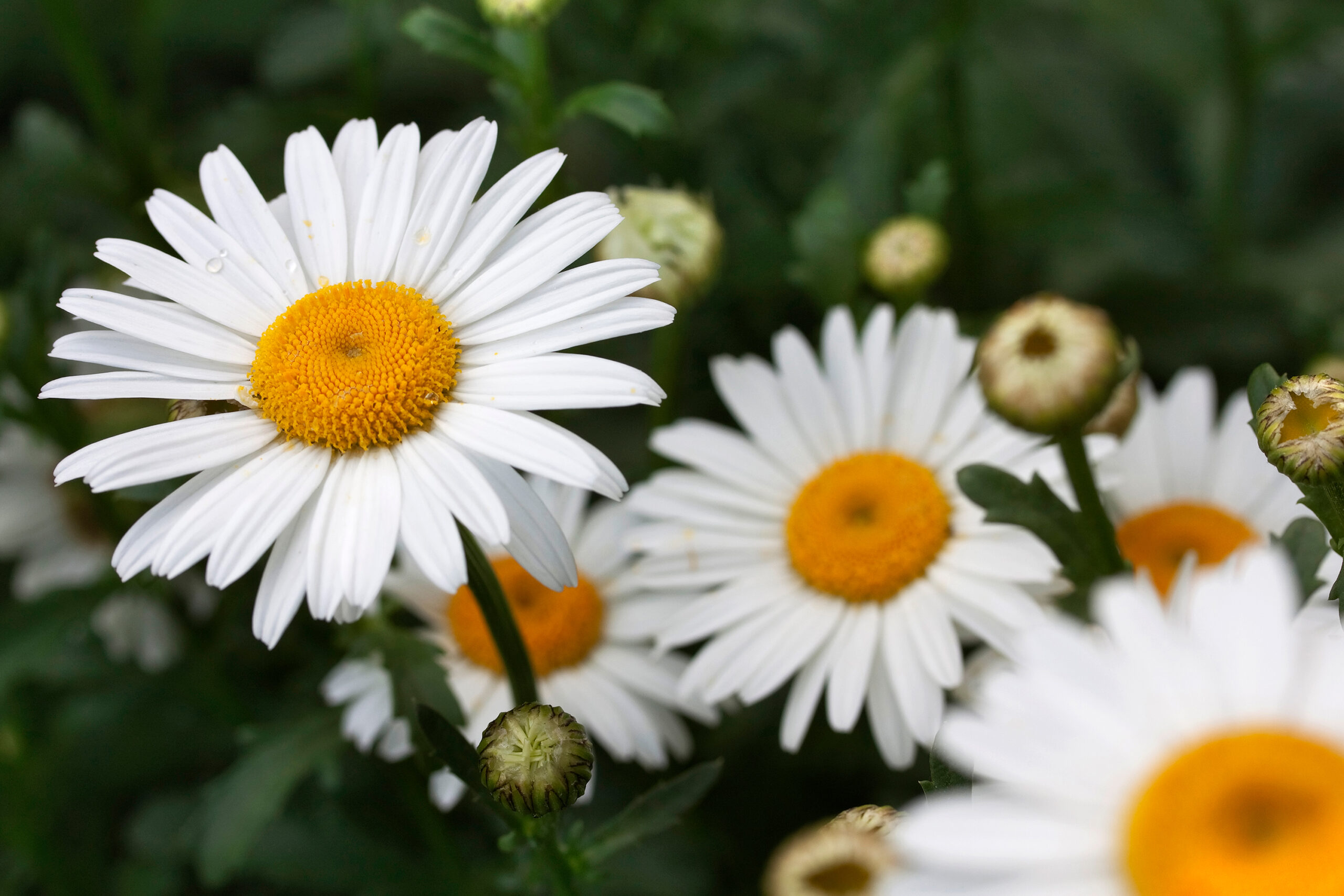 Shasta Daisy