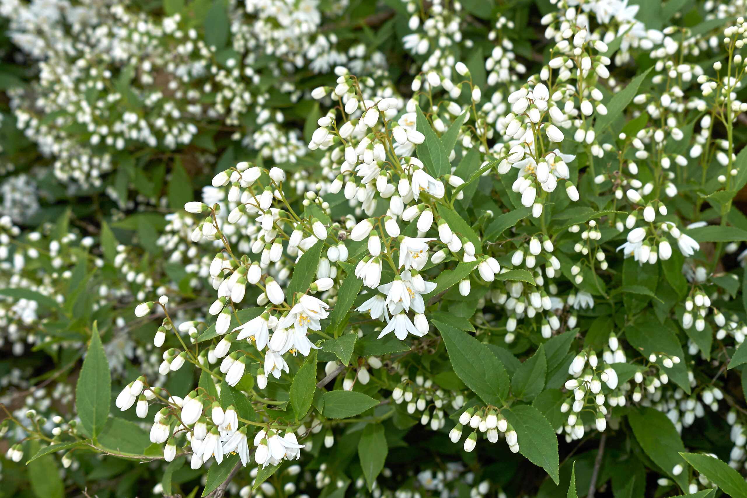 Slender deutzia