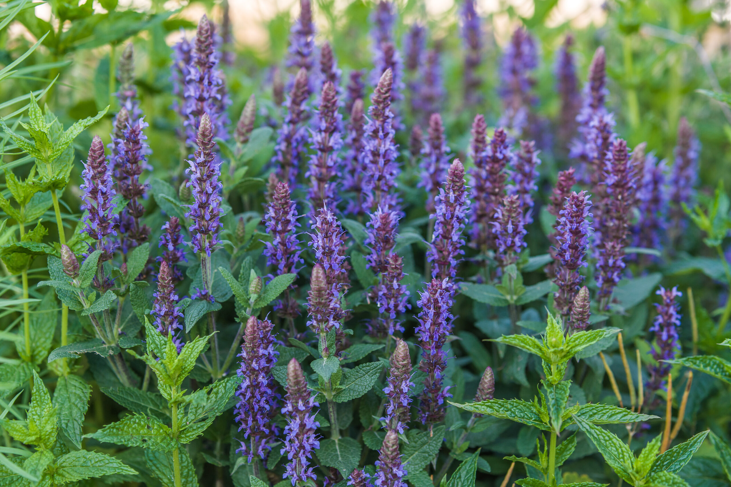 Salvia